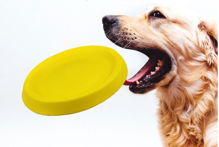 Frisbee for dogs