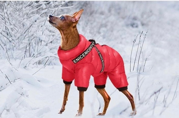 Winter clothing for dogs